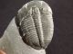 A Larger Natural Elrathia Trilobite Fossil 500 Million Years Old Utah 43.  9gr I The Americas photo 4