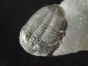 A Larger Natural Elrathia Trilobite Fossil 500 Million Years Old Utah 43.  9gr I The Americas photo 6