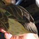 Old Painted Wood Duck Decoy Jacob Bruinooge S.  Wellfleet Mass Primitives photo 10