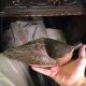Old Painted Wood Duck Decoy Jacob Bruinooge S.  Wellfleet Mass Primitives photo 11