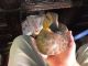 Old Painted Wood Duck Decoy Jacob Bruinooge S.  Wellfleet Mass Primitives photo 1