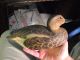 Old Painted Wood Duck Decoy Jacob Bruinooge S.  Wellfleet Mass Primitives photo 2