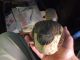 Old Painted Wood Duck Decoy Jacob Bruinooge S.  Wellfleet Mass Primitives photo 3