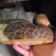 Old Painted Wood Duck Decoy Jacob Bruinooge S.  Wellfleet Mass Primitives photo 4