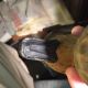 Old Painted Wood Duck Decoy Jacob Bruinooge S.  Wellfleet Mass Primitives photo 6
