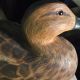 Old Painted Wood Duck Decoy Jacob Bruinooge S.  Wellfleet Mass Primitives photo 8