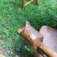 Romweber Viking Oak Carved Game Table Card Table And 4 Horse Head Chairs Rare Post-1950 photo 5