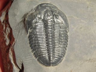 A Larger Natural Elrathia Trilobite Fossil 500 Million Years Old Utah 206.  4gr K photo