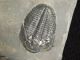 A Larger Natural Elrathia Trilobite Fossil 500 Million Years Old Utah 206.  4gr K The Americas photo 2