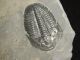 A Larger Natural Elrathia Trilobite Fossil 500 Million Years Old Utah 206.  4gr K The Americas photo 5