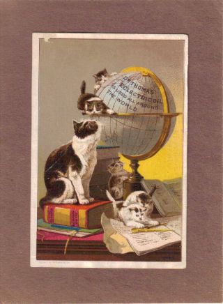 Kittens W Globe Thomas ' Eclectric Oil Quack Medicine Adv Trade Card C1880s photo
