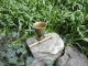 Antique Solid Bronze Mortar Pestle Brass For Hand Grind 19th - Century Authentic Mortar & Pestles photo 7