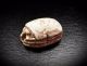 Egyptian Glazed Composition Scarab Seal Bead Late Period 664 - 332 B.  C. Egyptian photo 5