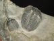 Two Small 500 Million Years Old Elrathia Trilobite Fossil From Utah 122.  2gr I The Americas photo 2