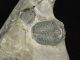 Two Small 500 Million Years Old Elrathia Trilobite Fossil From Utah 122.  2gr I The Americas photo 3