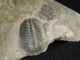 Two Small 500 Million Years Old Elrathia Trilobite Fossil From Utah 122.  2gr I The Americas photo 4