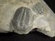 Two Small 500 Million Years Old Elrathia Trilobite Fossil From Utah 122.  2gr I The Americas photo 5