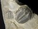Two Small 500 Million Years Old Elrathia Trilobite Fossil From Utah 122.  2gr I The Americas photo 6