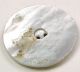 Antique Carved Shell Button 2 Frolicking Rabbits Pictorial - 1 