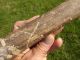 Buffalo Bone: Butchered,  Petrified: Front Range,  Colorado Native American photo 1