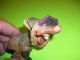Small Hand Carved Wooden Troll - Gnome Carved Figures photo 6