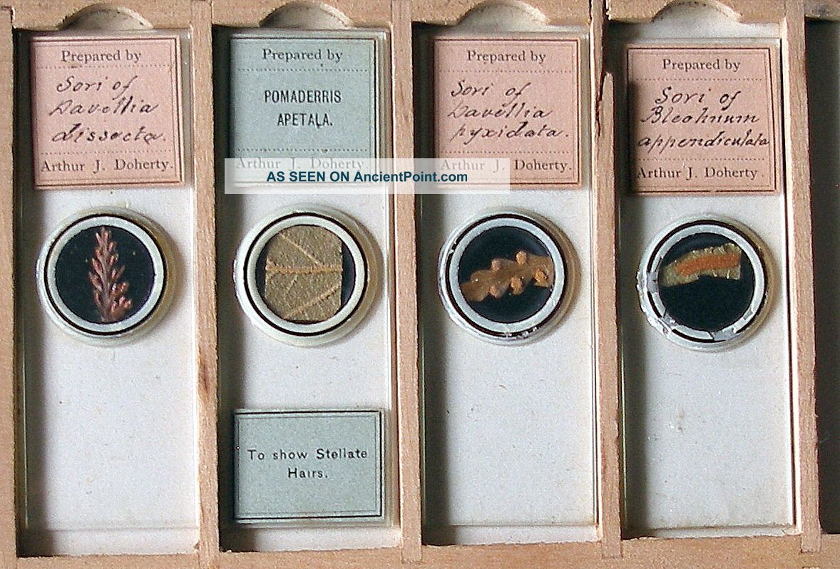 4 X Arthur J.  Doherty Microscope Slides,  Plant Sections Other Antique Science Equip photo