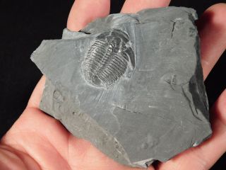 A & Natural Elrathia Trilobite Fossil 500 Million Years Old Utah 136.  4gr K photo