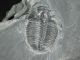 A & Natural Elrathia Trilobite Fossil 500 Million Years Old Utah 136.  4gr K The Americas photo 2