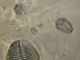 Six 100 Natural Utah Trilobite Fossils In Big Cambrian Era Matrix 1195gr E The Americas photo 10