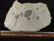 Six 100 Natural Utah Trilobite Fossils In Big Cambrian Era Matrix 1195gr E The Americas photo 1