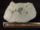 Six 100 Natural Utah Trilobite Fossils In Big Cambrian Era Matrix 1195gr E The Americas photo 2