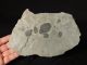 Six 100 Natural Utah Trilobite Fossils In Big Cambrian Era Matrix 1195gr E The Americas photo 3