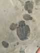Six 100 Natural Utah Trilobite Fossils In Big Cambrian Era Matrix 1195gr E The Americas photo 4