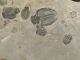 Six 100 Natural Utah Trilobite Fossils In Big Cambrian Era Matrix 1195gr E The Americas photo 5