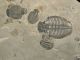 Six 100 Natural Utah Trilobite Fossils In Big Cambrian Era Matrix 1195gr E The Americas photo 6