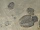 Six 100 Natural Utah Trilobite Fossils In Big Cambrian Era Matrix 1195gr E The Americas photo 7