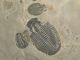 Six 100 Natural Utah Trilobite Fossils In Big Cambrian Era Matrix 1195gr E The Americas photo 8