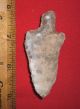 Large Choice Aterian Early Man Point (30k - 80k Bp) Prehistoric African Artifact Neolithic & Paleolithic photo 1