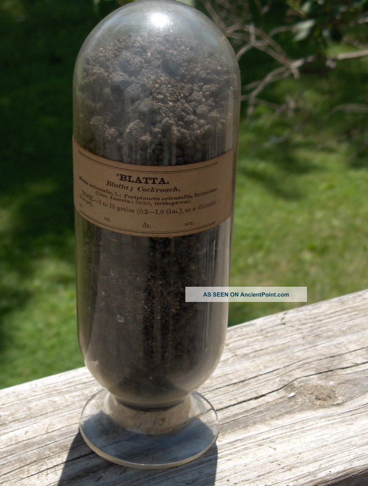 Labeled Apothecary/drugstore Inverted Sample Jar Blatta (cockroach) Still Corked Bottles & Jars photo