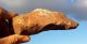 Large Acheulean Nosed Flint Hand Axe Paleolithic Tool Neolithic & Paleolithic photo 1