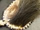 Antique Indian Peace Pipe Tomahawk Spontoon Head Ash Haft Plains Hair Drop 1840 Native American photo 11