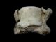 Very Rare Huge Roman Period Game Knucklebone Die W/ The Lead Inside, Roman photo 5