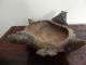 Ancient Pre - Columbian Art Pottery Turtle Bowl Tairona Colombia 1000 - 1550 Ad The Americas photo 3