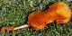 Fine Antique Czech Violin By Karl Muller,  Schonbach.  Gorgeously Mature Tone String photo 7