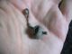 Ancient Celtic Silvered Bronze Earring 600 - 400 Bc Celtic photo 5