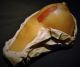 Wax Dissected Breast Anatomy Model In (curio Item) Other Medical Antiques photo 1