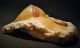 Wax Dissected Breast Anatomy Model In (curio Item) Other Medical Antiques photo 4