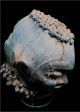 Old Rare Tribal Ekoi / Ejagham Janus - Head Skin - Covered Mask - Nigeria Bn 14 Other African Antiques photo 7