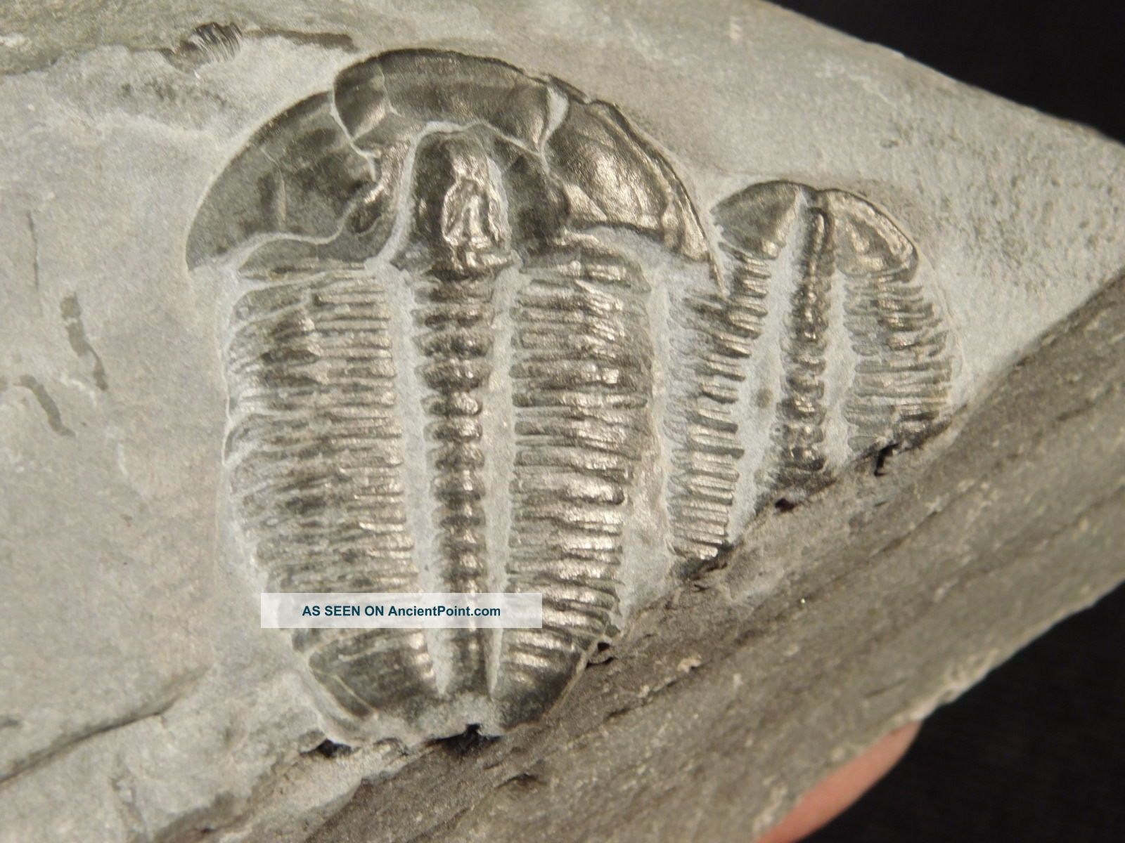 A Larger Natural Elrathia Trilobite Fossil 500 Million Years Old Utah 197.  5gr H The Americas photo