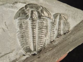 A Larger Natural Elrathia Trilobite Fossil 500 Million Years Old Utah 197.  5gr H photo